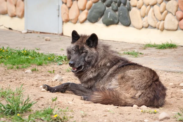 Alaskan wolf — Stockfoto