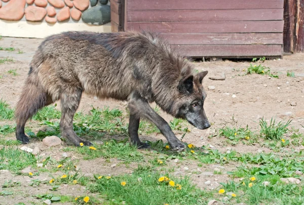 Alaskan wolf Stock Image