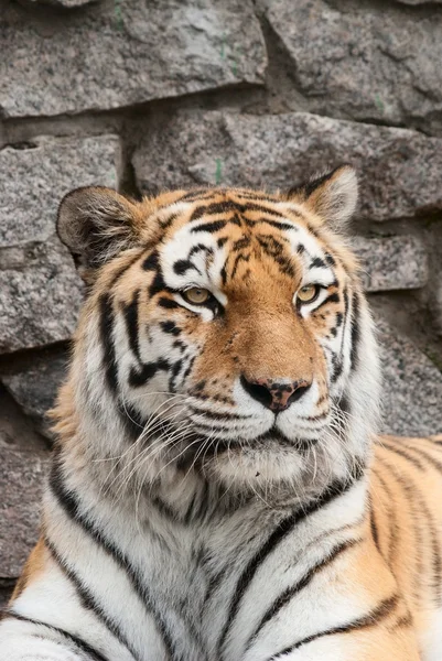 Portret van een tige — Stockfoto