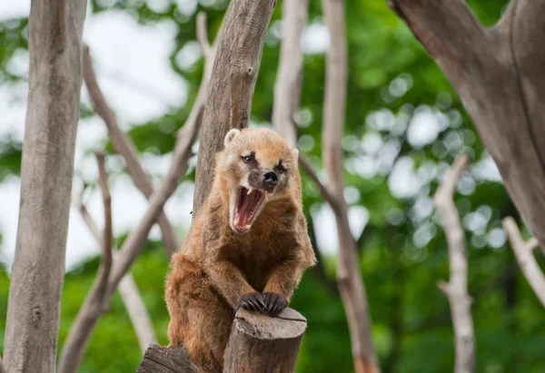 Ring-tailed coati yawns — Stock Photo, Image