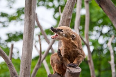 Ring-Tailed coati yawns