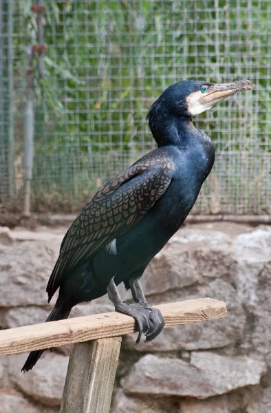 Il grande cormorano — Foto Stock