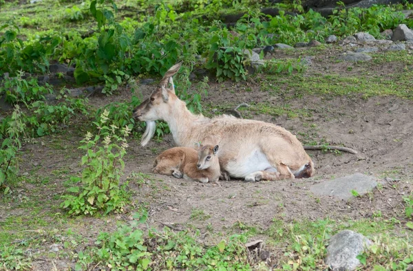 Alpine ibex dengan anak — Stok Foto