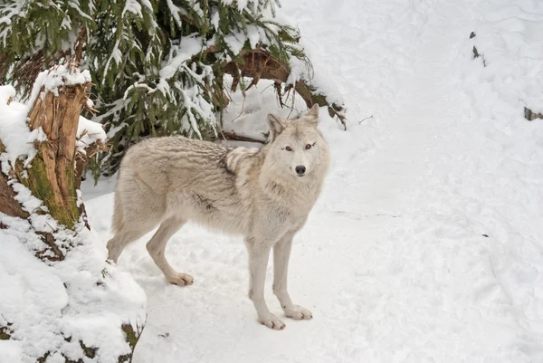 Tundra farkas a havon — Stock Fotó