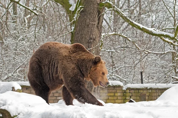 Urso marrom anda — Fotografia de Stock