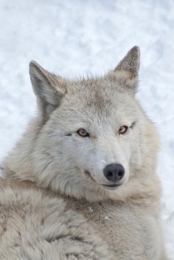 tundra kurt portresi