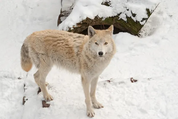 Tundra farkas a havon — Stock Fotó