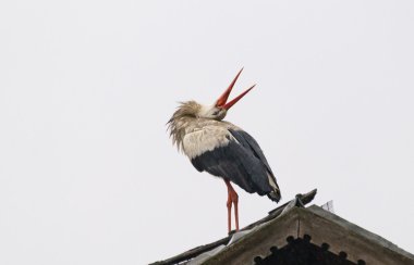 Stork lek'lere bir çatı üzerinde