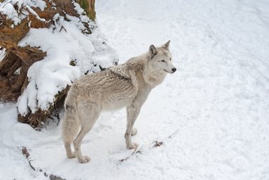kar üzerinde Tundra kurdu