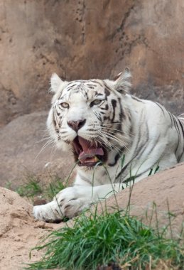 Beyaz Kaplan esnemek