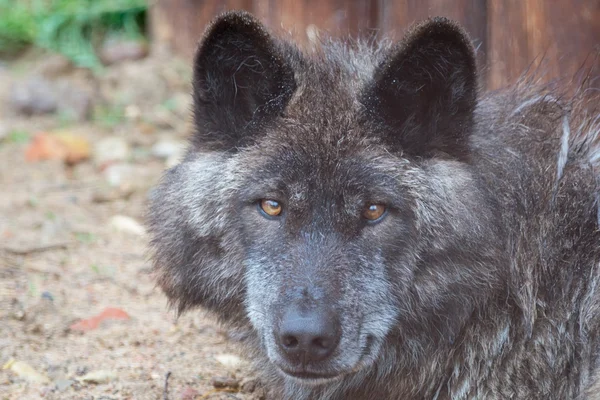 Retrato de un lobo de Alaska — Foto de Stock