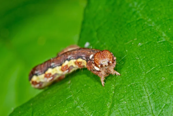 Larva můry geometr — Stock fotografie