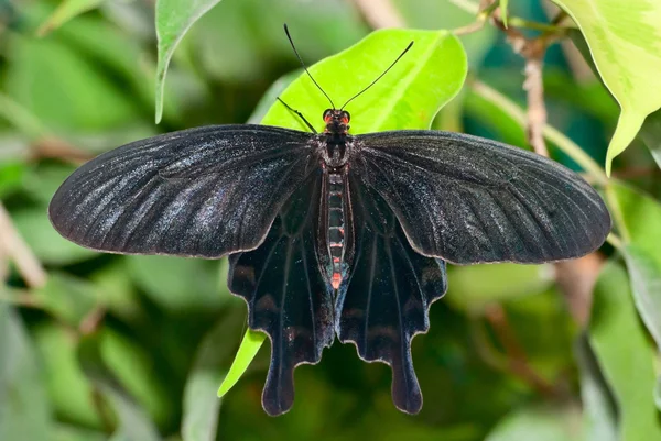 Чёрная бабочка — стоковое фото