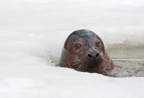 Dal buco del ghiaccio emerge una foca grigia — Foto Stock