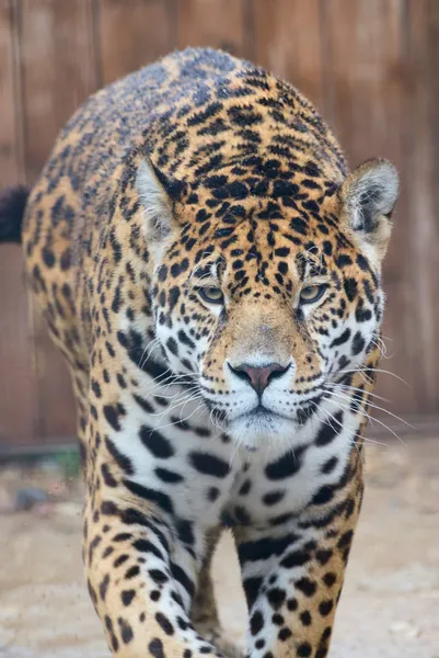 Portrait of a jaguar — Stock Photo, Image