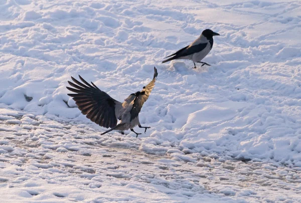 Tierras de cuervo con capucha —  Fotos de Stock