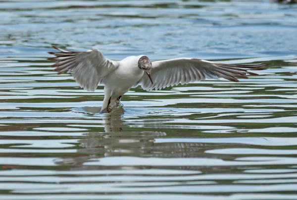 Black-headed gull takes off — Stock Photo, Image