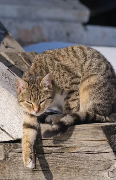 Kucing tabloid — Stok Foto