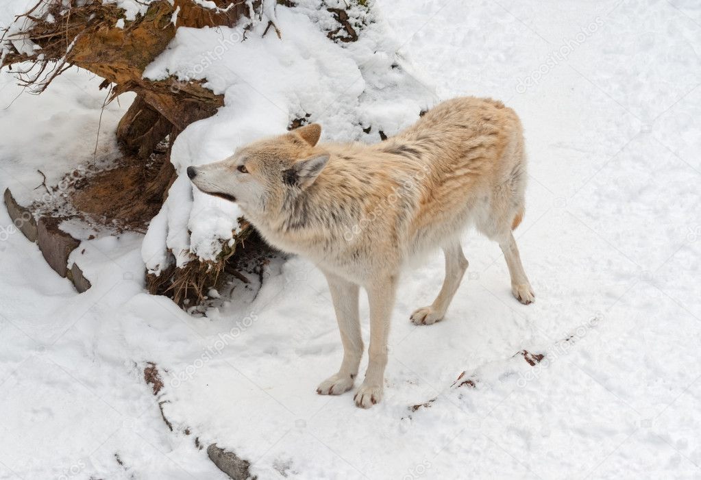 Tundra wolf