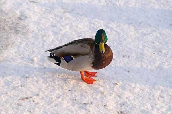 Duck on the snow — Stock Photo, Image