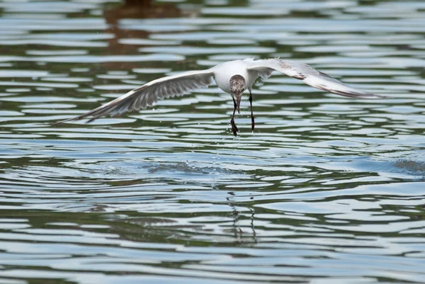Gull flies over the water — Stock Photo, Image