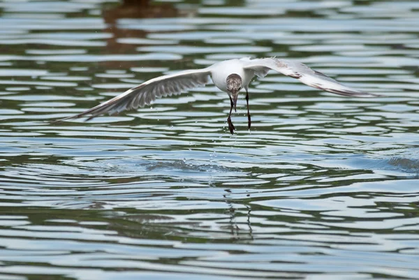 Mouette survole l'eau — Photo