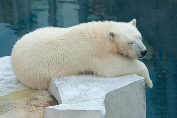 Eisbärenbaby schläft — Stockfoto