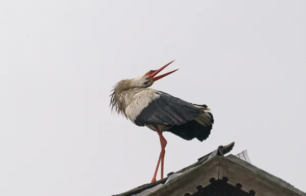 White stork leks on a roof — Stock Photo, Image