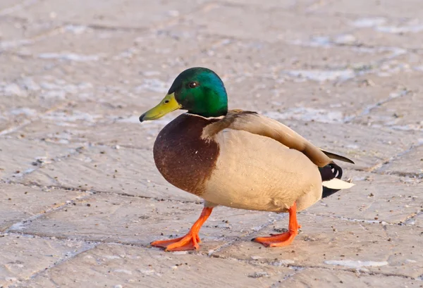 Walking duck — Stock Photo, Image