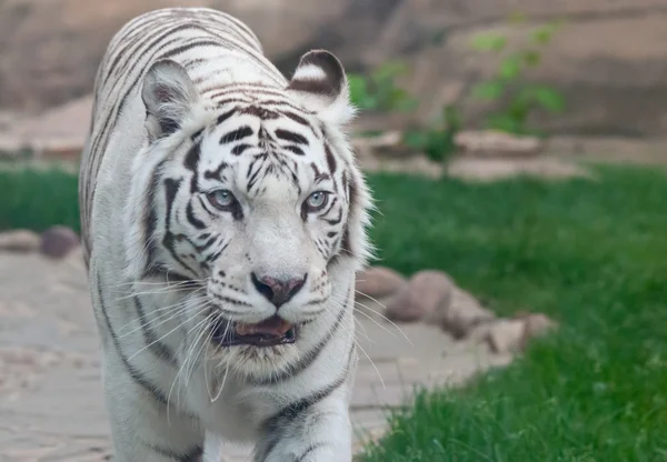 Een witte tijger — Stockfoto