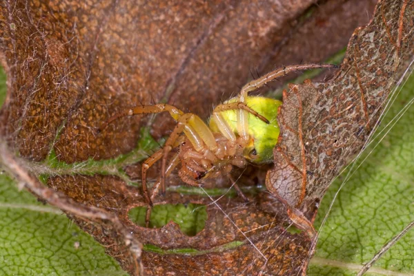Сucumber green spider — Stock Photo, Image