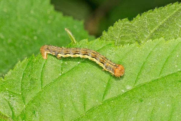 Larva můry geometr — Stock fotografie