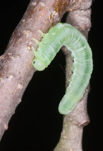 Uma larva de borboleta — Fotografia de Stock