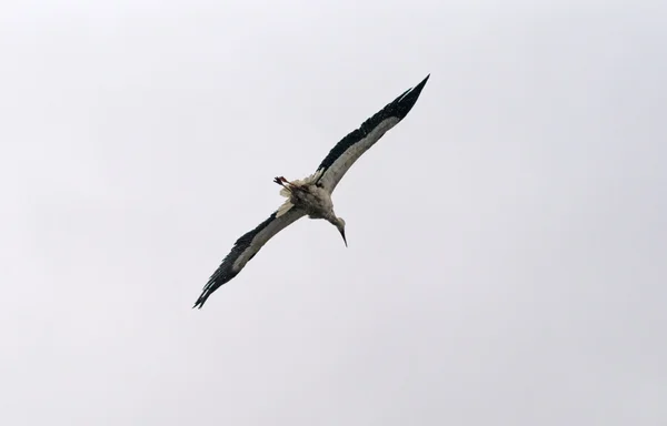 Flying stork — Stockfoto