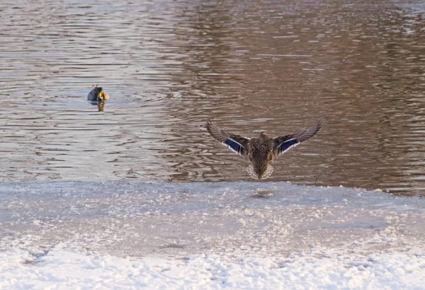 Pato selvagem voa sobre gelo derretido — Fotografia de Stock