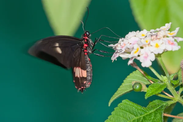 Motýl pije nektar — Stock fotografie