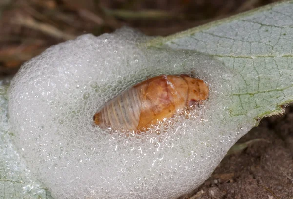 Meadow froghopper larva Stock Image