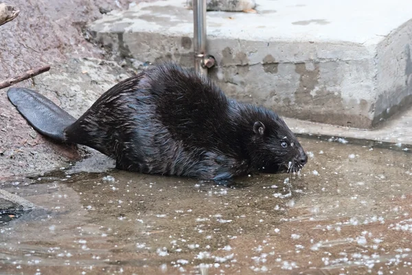 Zwarte Euraziatische beaver — Stockfoto