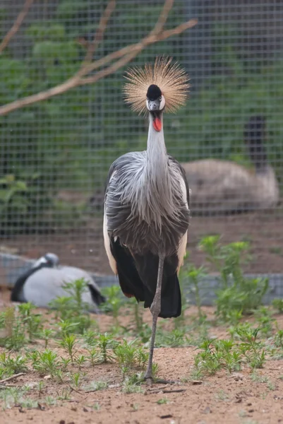 Gru incoronata nera — Foto Stock