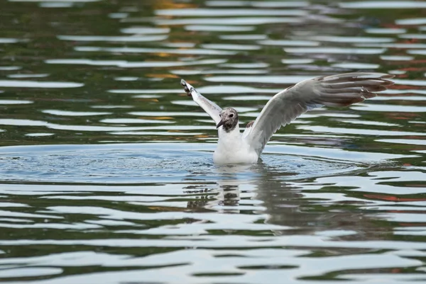 Black-headed gull unfolds its wings — Stock Photo, Image