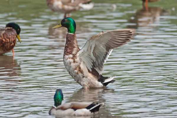 Duck stretches its wings — Stock Photo, Image