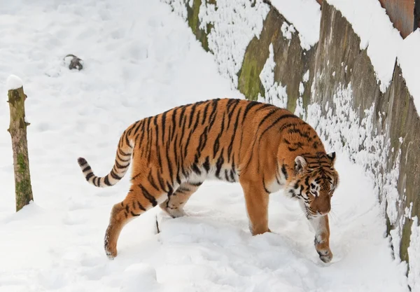 Tigre andante —  Fotos de Stock
