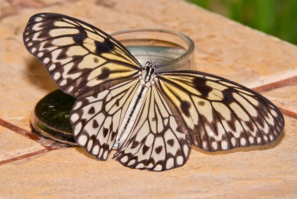 Τροπικά πεταλούδα Φωτογραφία Αρχείου