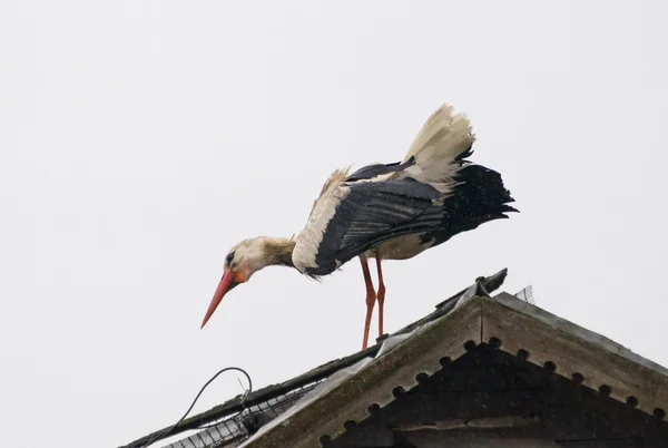 Vit stork — Stockfoto