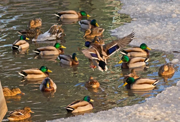 Wild ducks — Stock Photo, Image