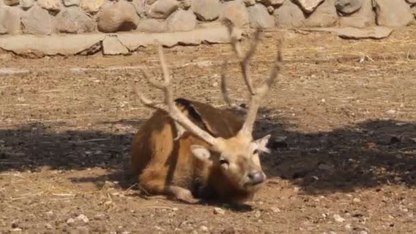 Cerf rouge