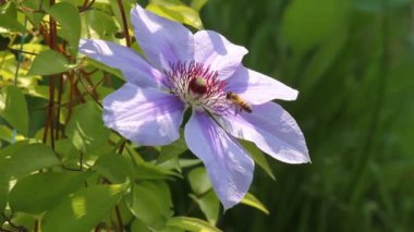 Arı klimatise üzerinde