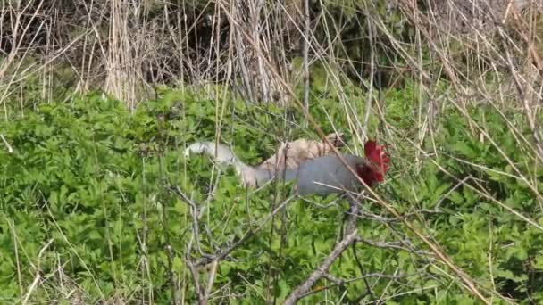 Coq dans les buissons 