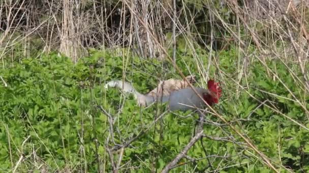 Pik in de struiken — Stockvideo