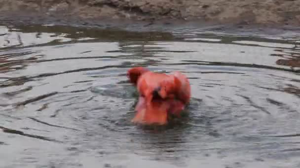 Pink Flamingos — Stock Video